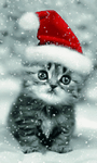 pic for Winter cat 480x800